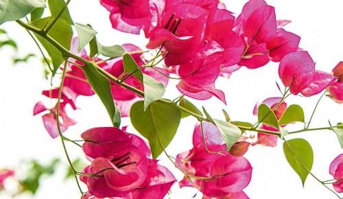 Libri autori e bouganville